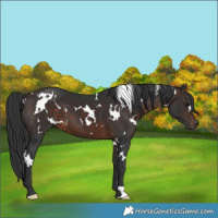 Horse Color:White Spotted Brown