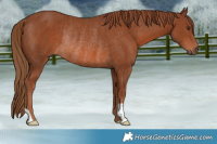 Horse Color:Chestnut Rabicano 
