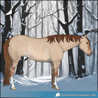 Horse Color:Red Dun Rabicano 