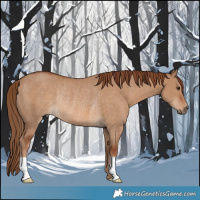 Horse Color:Red Dun Rabicano 