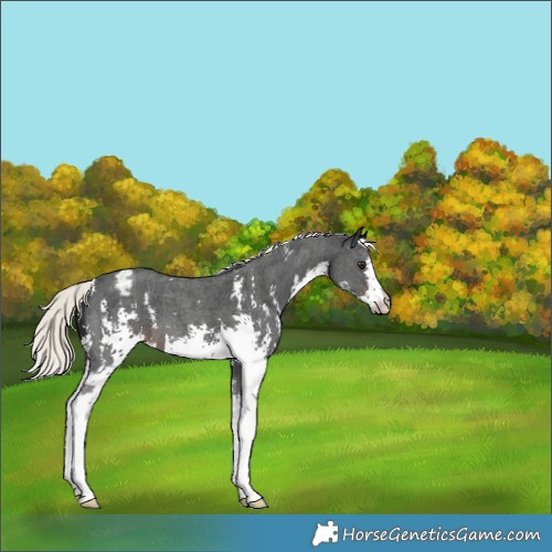 Horse Color:Liver Chestnut Mushroom Sabino Appaloosa 