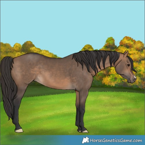 Horse Color:Bay Dun 