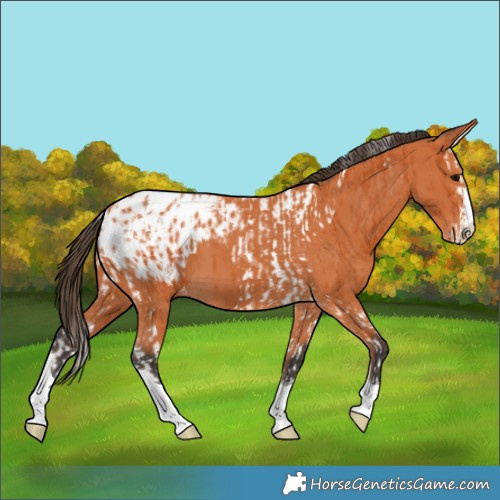 Horse Color:Bay Splash Tobiano Appaloosa  and Bay Splash Tobiano Appaloosa 