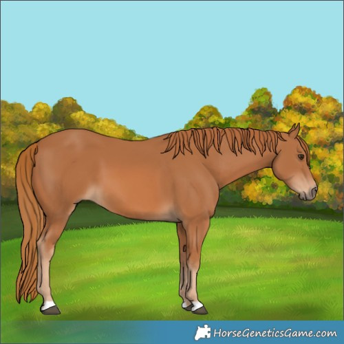 Horse Color:Chestnut 
