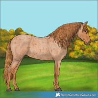 Horse Color:Red Roan 