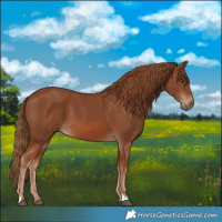 Horse Color:Chestnut 