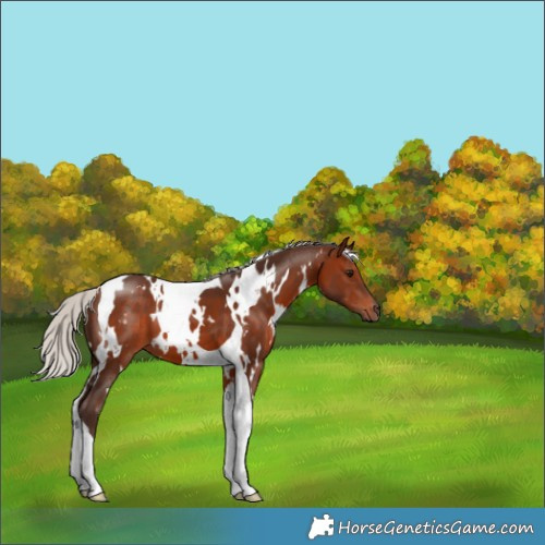 Horse Color:White Spotted Silver Brown Tobiano 
