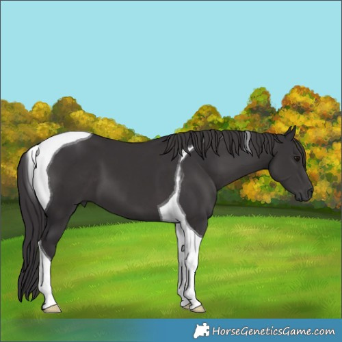 Horse Color:Smoky Black Tobiano 
