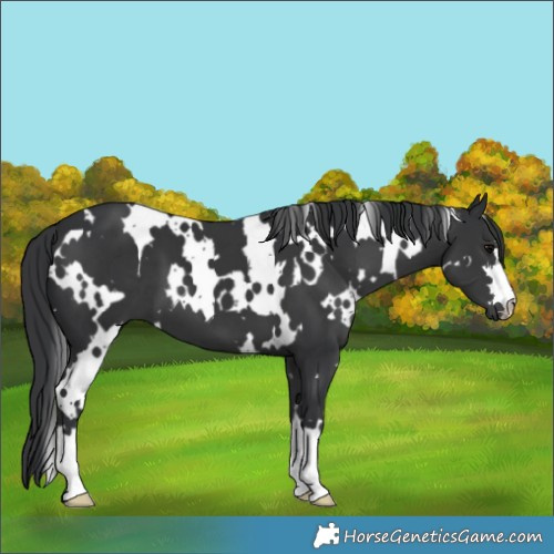 Horse Color:White Spotted Black