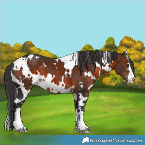 Horse Color:White Spotted Brown 