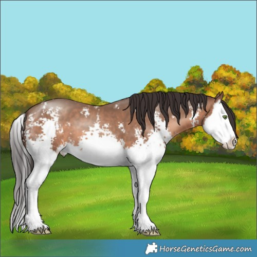 Horse Color:Sable Champagne Sabino Splash 