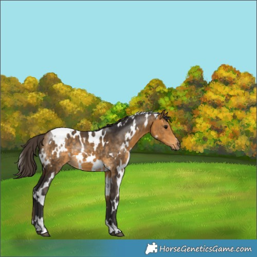 Horse Color:White Spotted Buckskin 