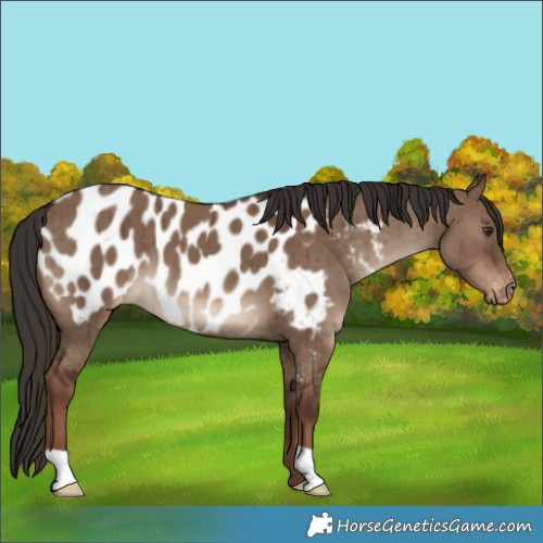 Horse Color:Liver Red Dun Appaloosa Brindle