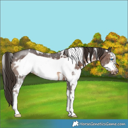 Horse Color:White Spotted Liver Chestnut Sabino Frame