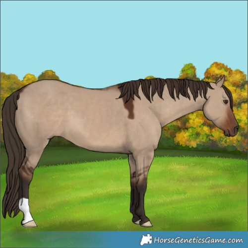 Horse Color:Liver Red Dun 
