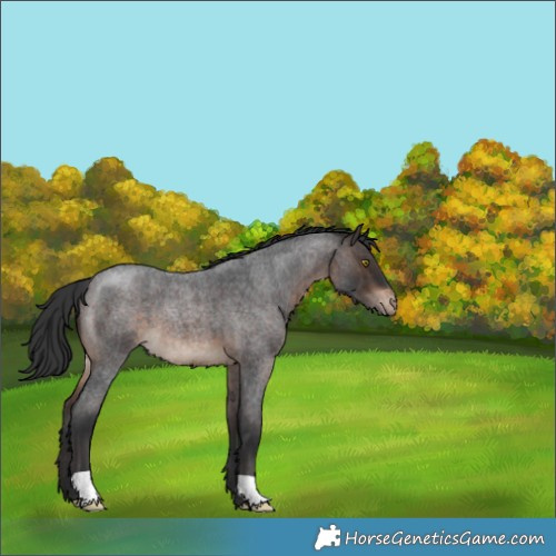 Horse Color:Brown Roan Appaloosa 