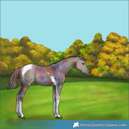 Horse Color:Nacre Chocolate Grullo Tobiano Rabicano 