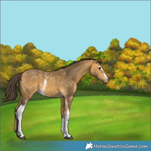 Horse Color:White Spotted Buckskin 