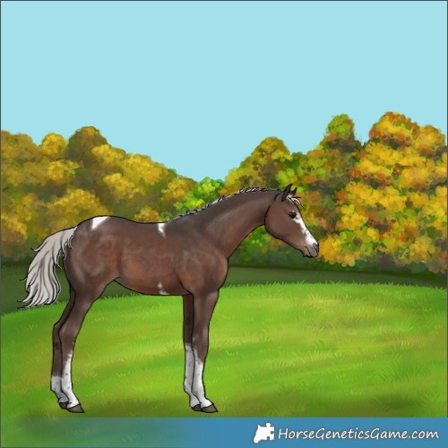 Horse Color:White Spotted Silver Black Tobiano 