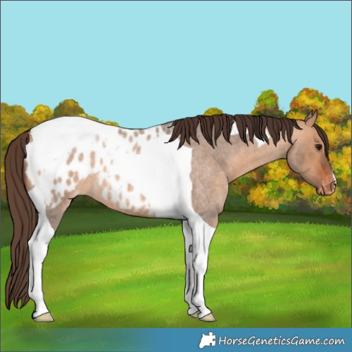 Horse Color:Bay Roan Dun Tobiano Appaloosa