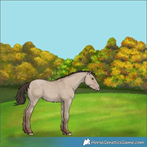 Horse Color:Classic Champagne Dun 