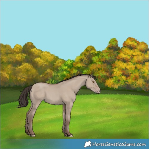 Horse Color:Classic Champagne Dun 