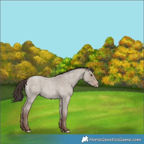 Horse Color:Classic Champagne Roan Dun 