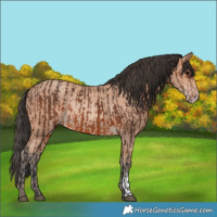 Horse Color:Brown  and Amber Champagne Rabicano 