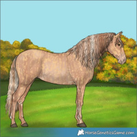 Horse Color:Palomino  and Gold Champagne Rabicano 