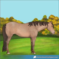 Horse Color:Amber Champagne 
