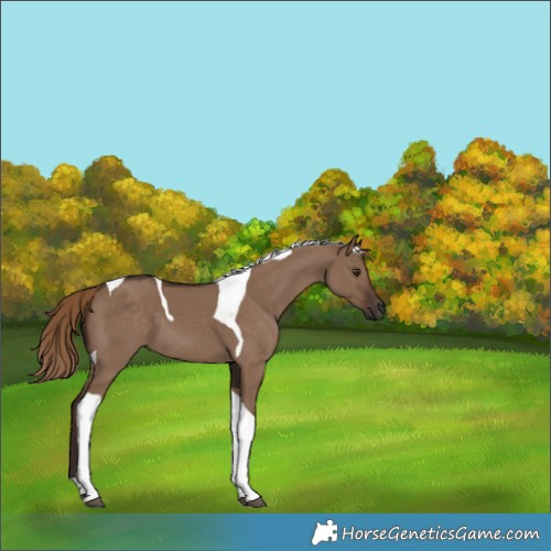 Horse Color:Liver Red Dun Tobiano 
