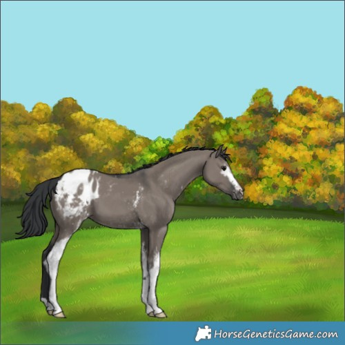 Horse Color:White Spotted Grullo Appaloosa 