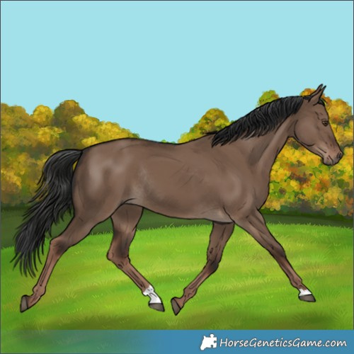 Horse Color:Liver Red Dun Rabicano 