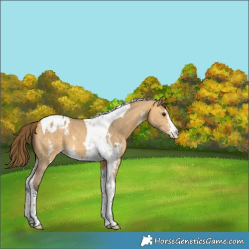 Horse Color:Buckskin Dun Sabino Tobiano Appaloosa 