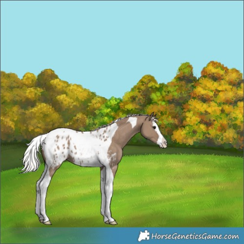 Horse Color:Silver Grullo Splash Tobiano Appaloosa 