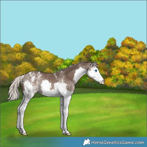Horse Color:White Spotted Silver Black Sabino Splash Rabicano 