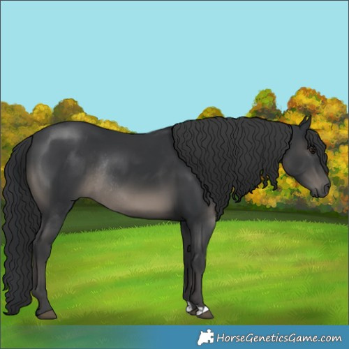 Horse Color:Black Rabicano 