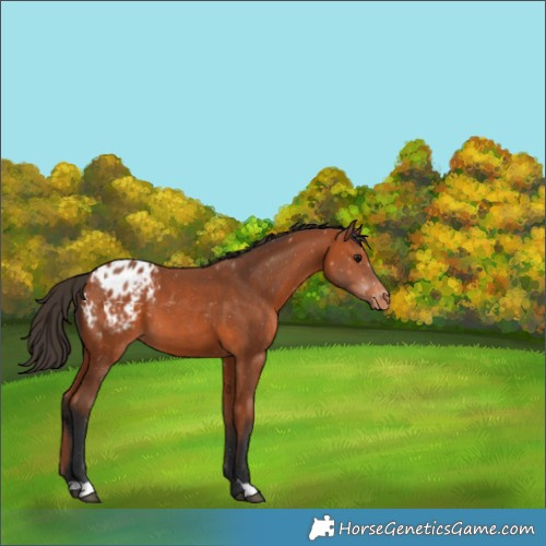 Horse Color:Bay Appaloosa 