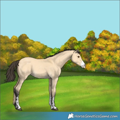 Horse Color:Buckskin Dun Sabino 