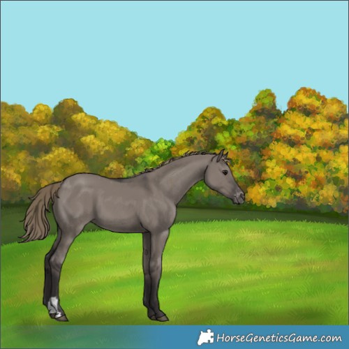 Horse Color:Smoky Grullo Appaloosa 