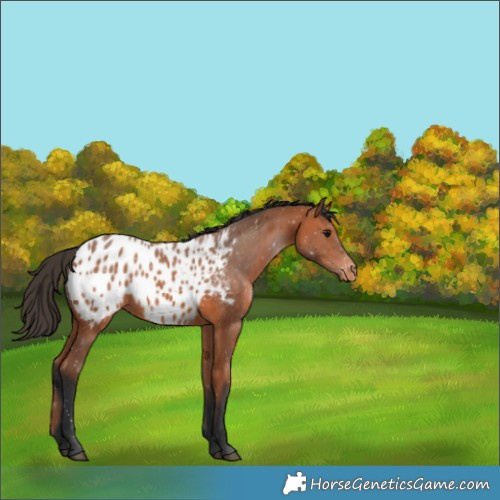 Horse Color:Bay Appaloosa 