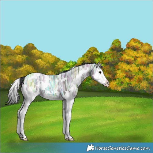 Horse Color:White Spotted Grullo Ice Splash 