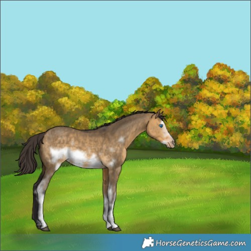 Horse Color:White Spotted Buckskin Dun Frame 