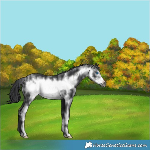 Horse Color:White Spotted Black Frame 