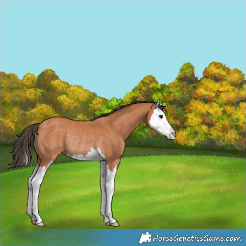 Horse Color:Bay Splash Rabicano 