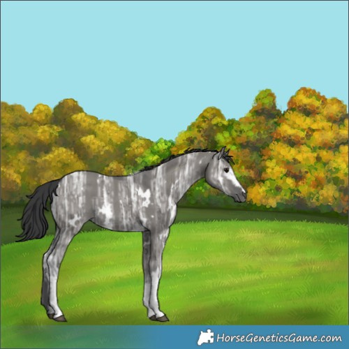 Horse Color:White Spotted Grullo Ice 