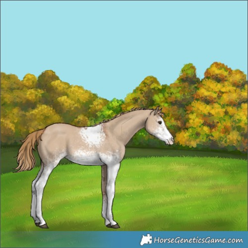 Horse Color:White Spotted Red Dun 