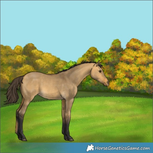 Horse Color:Buckskin Dun 