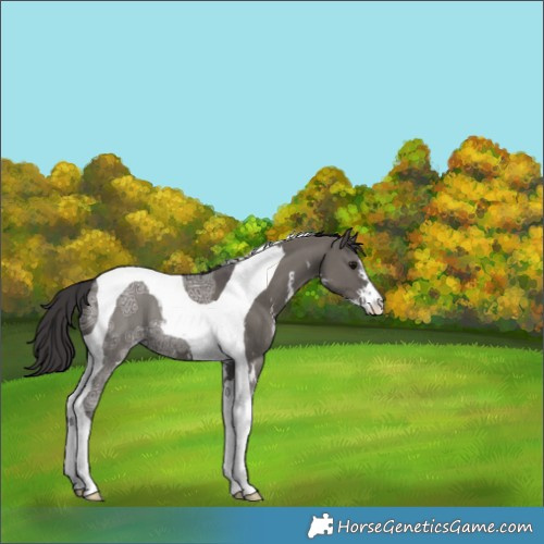 Horse Color:Smoky Grullo Ice Sabino Tobiano 