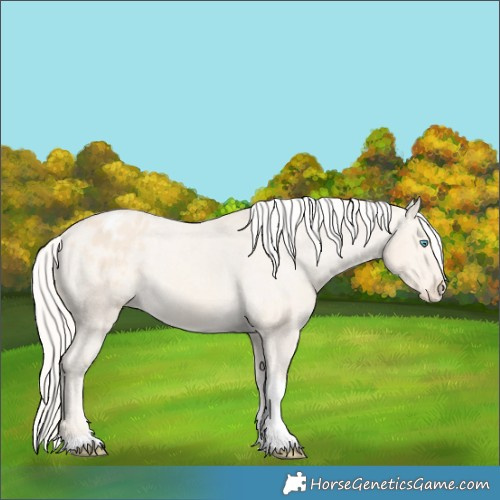 Horse Color:Cremello Tobiano Appaloosa 